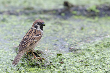 Eurasian Tree Sparrow (Passer montanus), Bird standing on logs in a pond with duckweed.