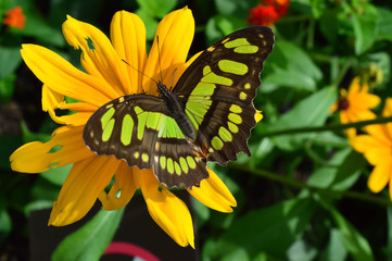 Florida Malachite Butterfly