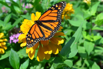 Monarch Butterfly on the flower