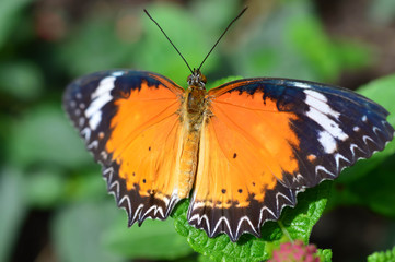 Fototapeta na wymiar Common Lacewing Butterfly