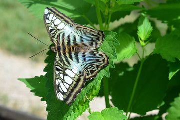 Fototapeta na wymiar Blue Clipper Butterfly