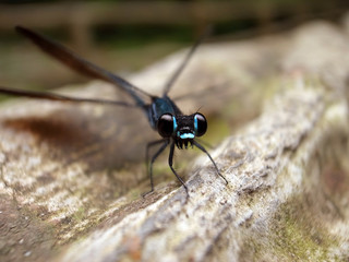 Wulingyuan, Hunan, China