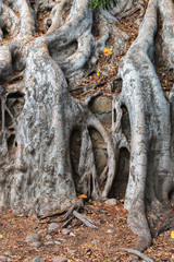 Ficus Roots over Stone Retaining Wall