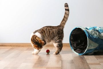 Fototapeta premium Ładny zabawny kot bawi się w domu