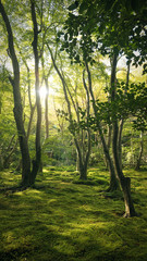 Sunlight through the trees shining onto moss ground