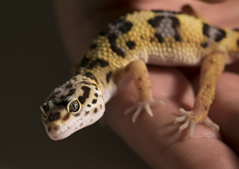 Leopard Gecko in hand