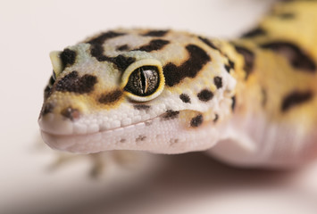 Leopard Gecko eye