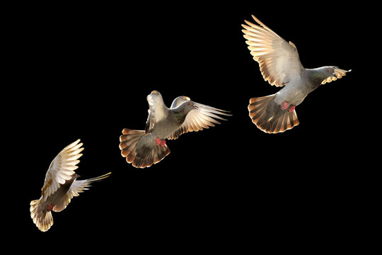 flying pigeon bird
