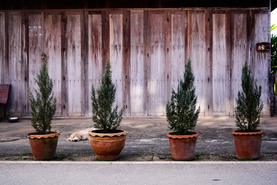 tree pots in front of home
