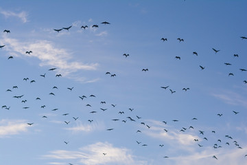 many bird on the sky in evening