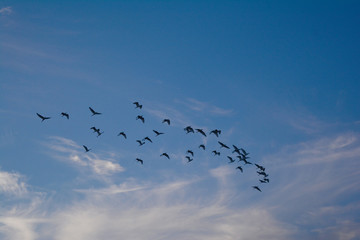 many bird on the sky in evening
