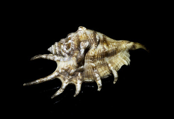 Brown seashell on a black background