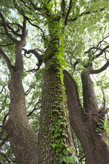 芝公園の木々（東京都港区）