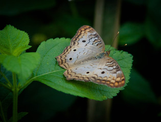 butterfly leaf yellow monarch macro 
