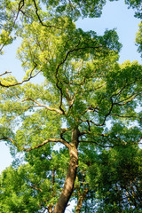 常緑樹、クスノキ、 エコロジーイメージ