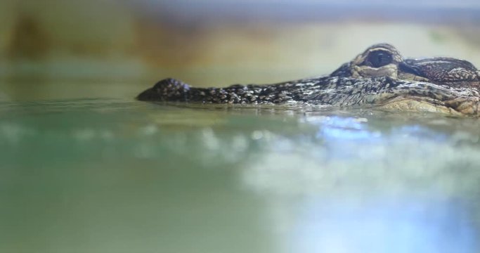 Crocodile Swimming into Shot - Close Up