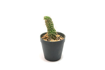 Cactus Potted plants on a white background