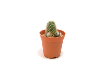 Cactus Potted plants on a white background