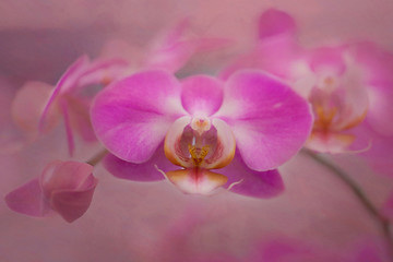 Naklejka na ściany i meble pink orchid macro photography fine art flower