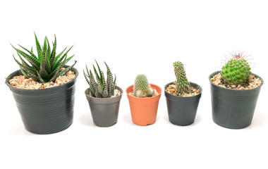 Cactus Potted plants on a white background