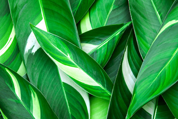 Naklejka na ściany i meble Fresh tropical Green leaves background