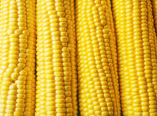 Fresh sweet corn, closeup