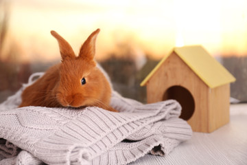Cute funny rabbit on knitted plaid