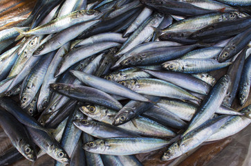 Obraz premium Small mackerel fishes on shop display. Pile of sea fishes for sell. Seaside fisherman catch.