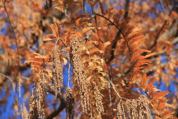メタセコイアの球果(長野県)