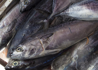 Fresh mackerel fishes on shop display. Pile of sea fishes for sell.
