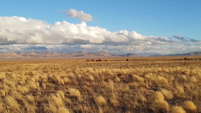 Field full of cows, at a desert on route 6, near Tonopah, Nevada, United states of America