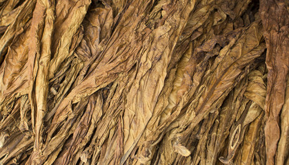 Dried tobacco leaves. Golden leaf background. Raw tobacco leaf under sun.