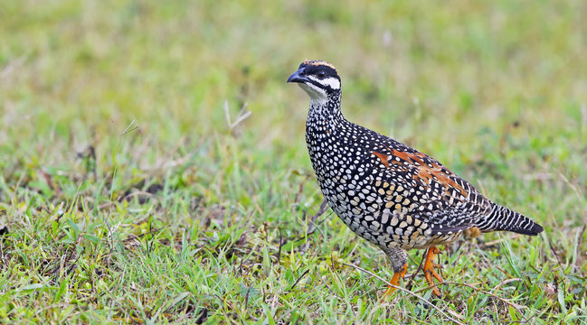 Bird, Chinese Francolin ( Francolinus pintadeanus ), Birds on th