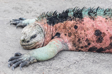 Marine iguana