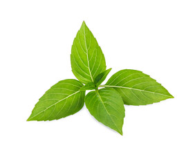 Thai basil leaf or sweet basil isolated on white background.