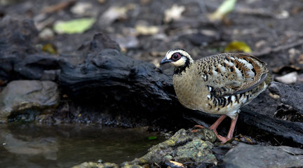 Bird, Bar-backed Partridge (Aborophila brunneopectus) on a rock,