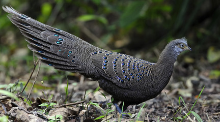 Bird, Grey Peacock-Pheasant ( Polyplectron bicalcaratum ), Birds