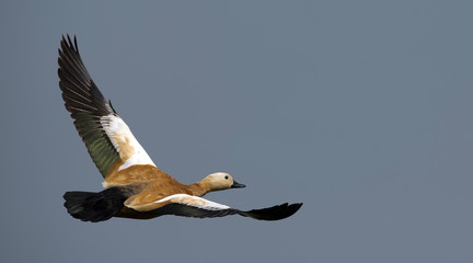 Bird, Ruddy Shelduck ( Tadorna ferruginea ), Birds on flying