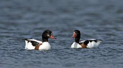 Bird, Common Shelduck ( Tadorna tadorna ), Birds in pond salt