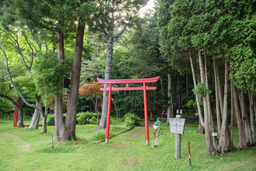 Fototapeta premium Torii