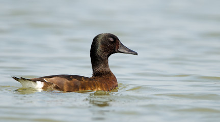 Baer's Pochard ( Aythya baeri) swiming at Bueng Boraped Bird Park, Bird of Thailand