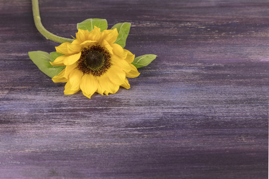 Yellow sunflower on purple with copyspace