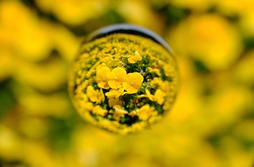 黄パンジーを閉じ込めて