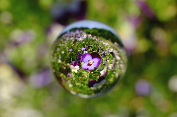 可憐なスミレを閉じ込めて