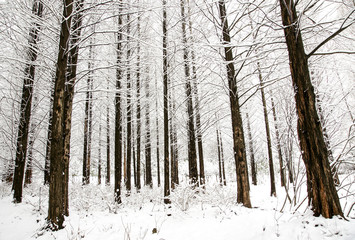 Fototapeta premium Snow Forest