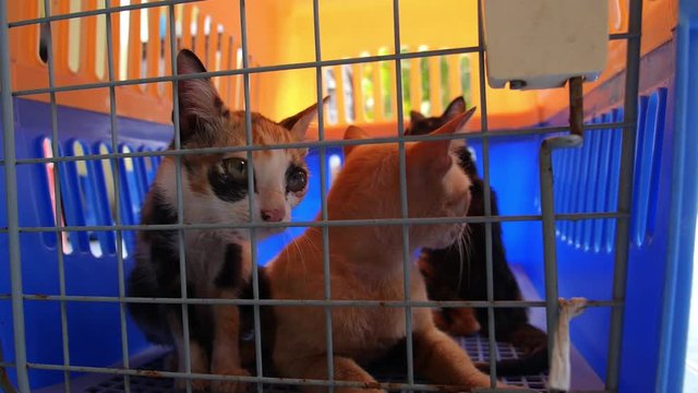Cats in a Cage in Veterinary Clinic