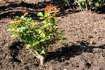 A dirt garden in springtime with a new rose bush.  