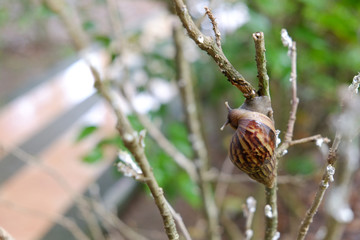 Snail on the branch