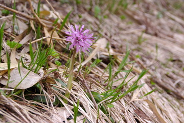 ショウジョウバカマ 高山植物