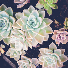 Close up of agave succulent plant, selective focus, toning
